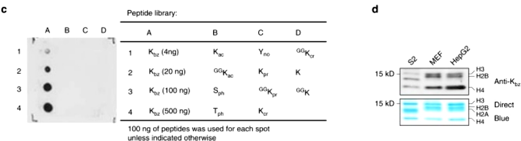 Advancements in Protein Methylation Research